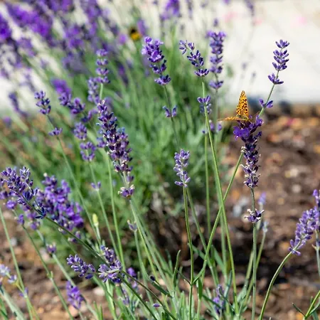 Kisleshegy Villa Dörgicse