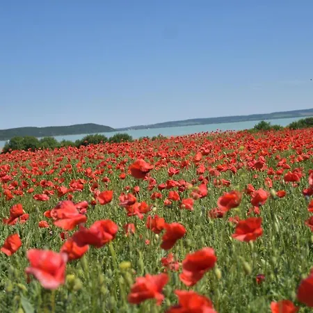 Kisleshegy * Dörgicse