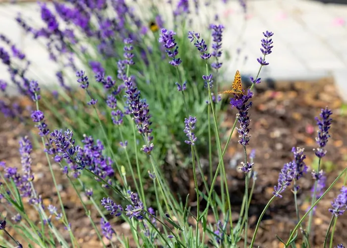 Kisleshegy Vendeghaz Vilă Dörgicse