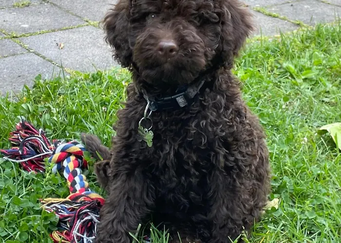 Kisleshegy Vendeghaz Vilă